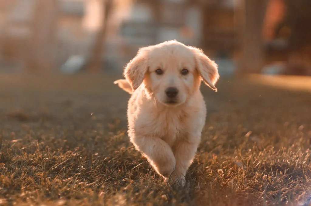 Golden Retrievers are popular family dogs, owing to being friendly and affectionate