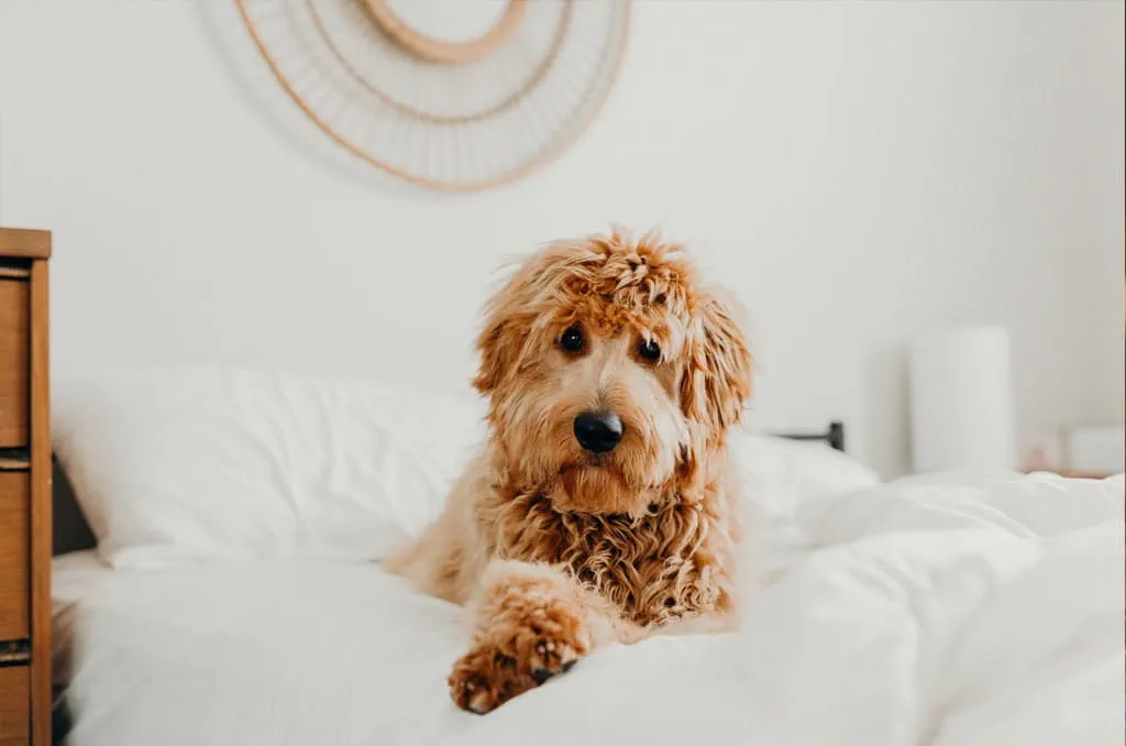 Goldendoodles are a mixed breed who are hypoallergenic and playful