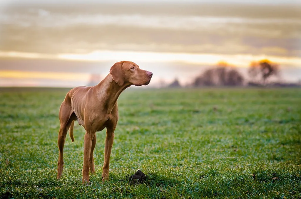 Hungarian Viszla's are a stunning breed who need plenty of exercise and easy to groom