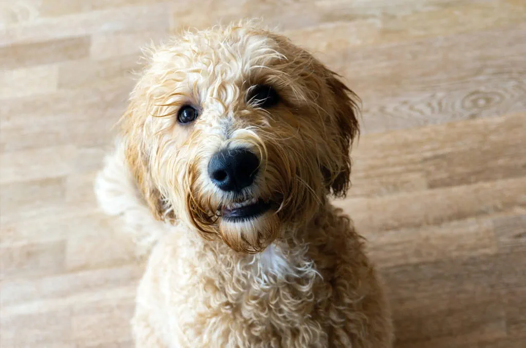 Great for a family dog or a guide dog, Labradoodles are affectionate and sociable