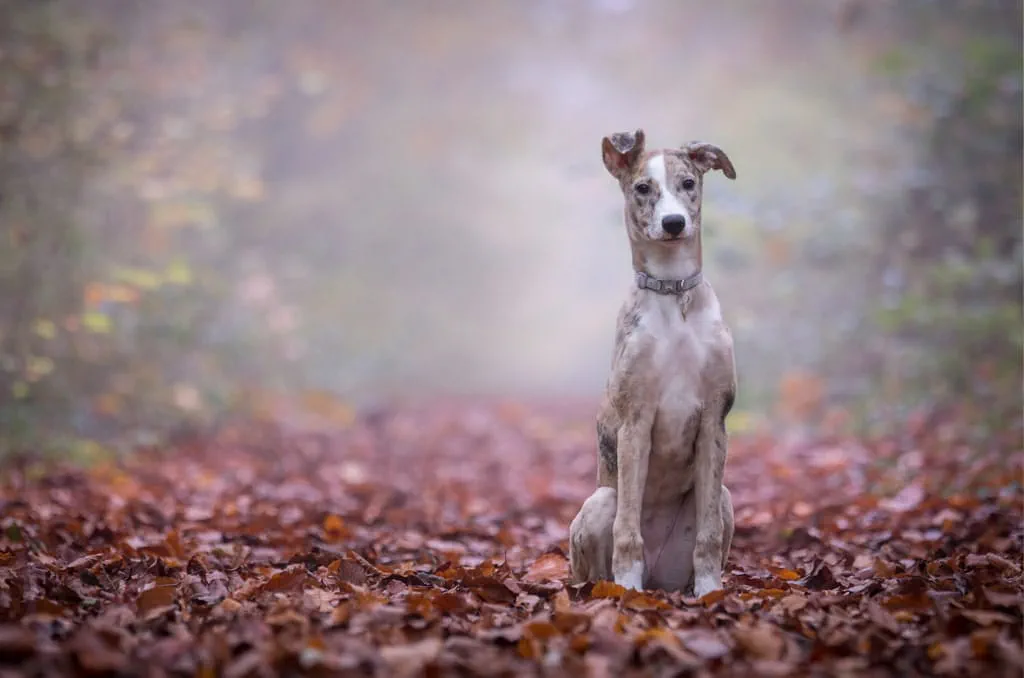 Lurchers are adaptable, easy to train and like their own company. They also need plenty of physical exercise.