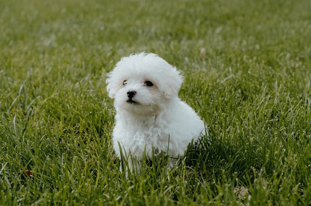 A mixed breed, the Maltipoo is a cross between a Maltese and a Poodle. Maltipoo's are very sensitive and can get anxious when left alone.