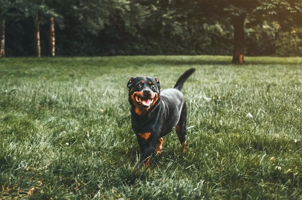 Rottweilers are highly intelligent and strong. Rottweilers are best handled by experienced dog owners.