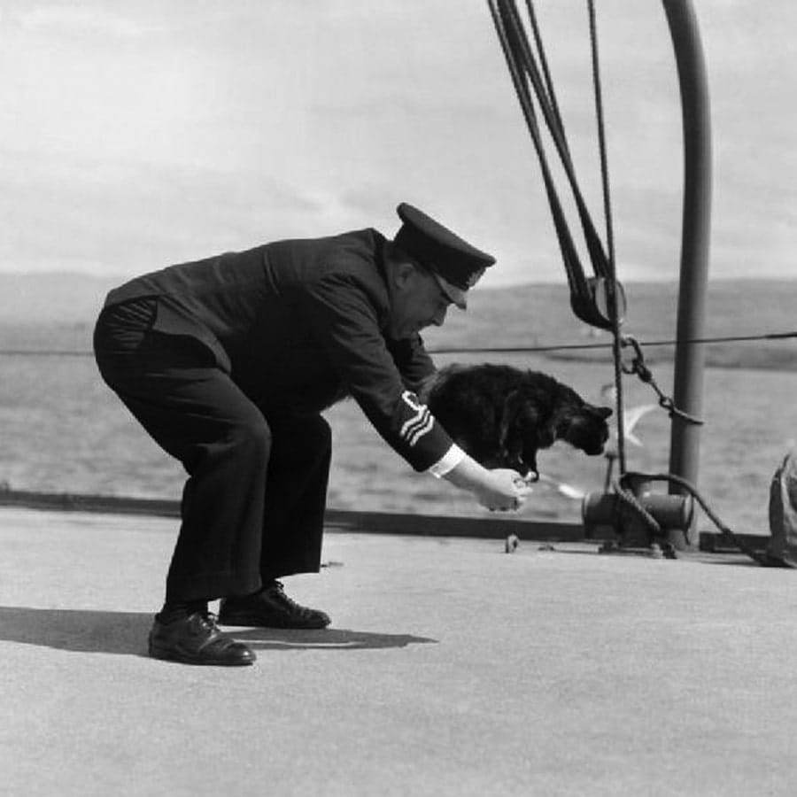 Peebles the cat who spent her life at sea