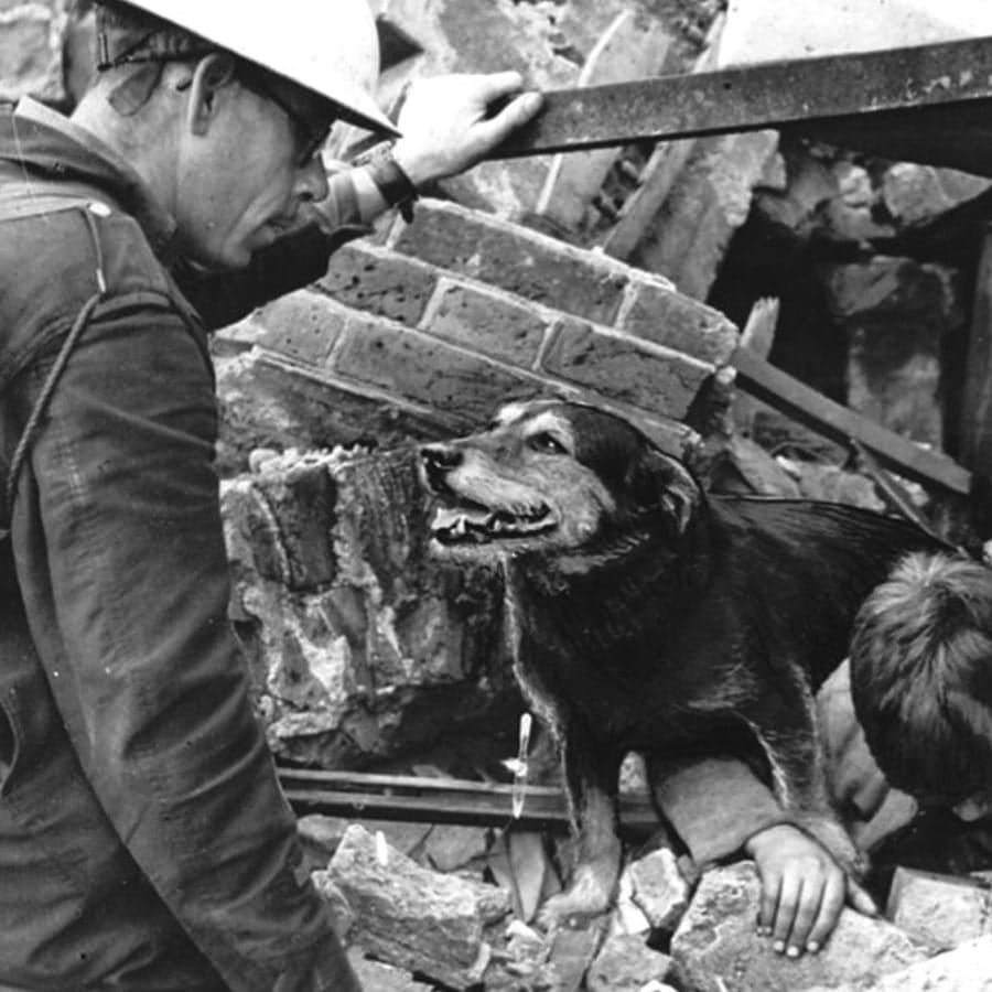 Rip the terrier who helped sniff out people during the Blitz