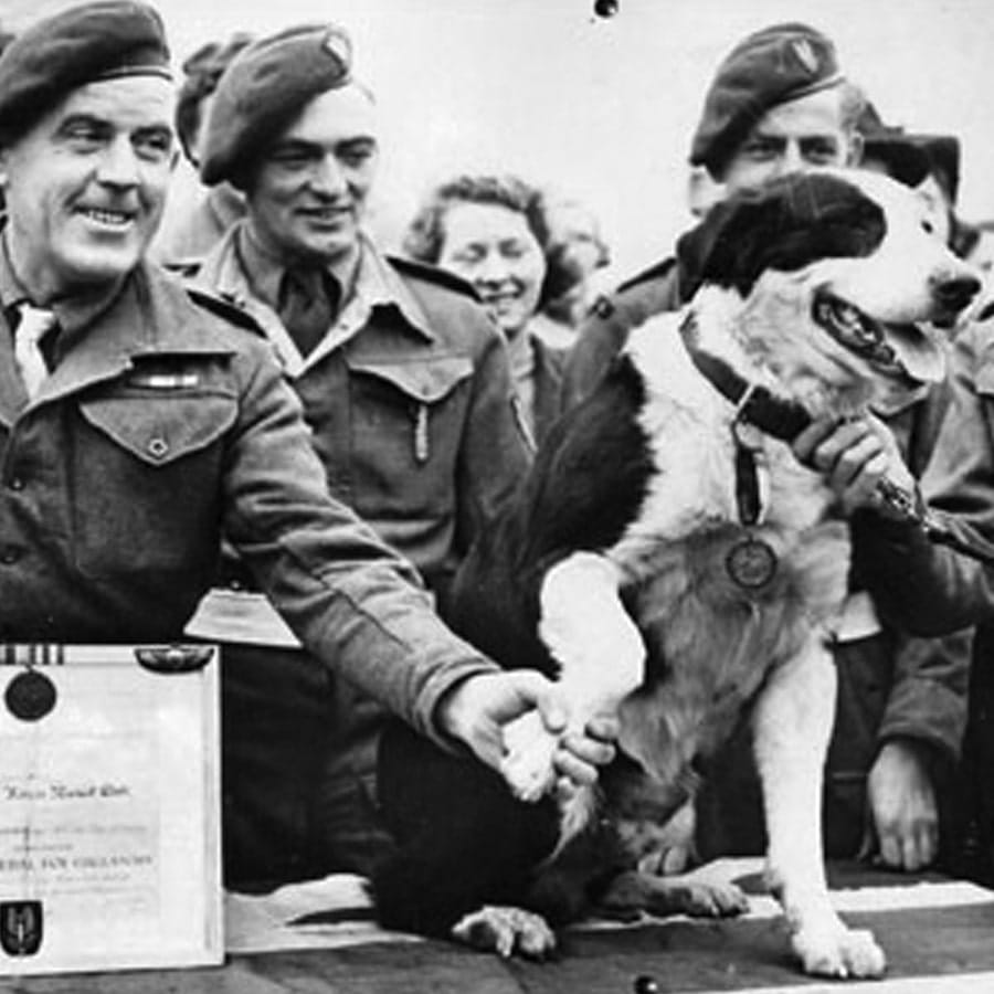 Rob the Collie who won a Dickin Medal