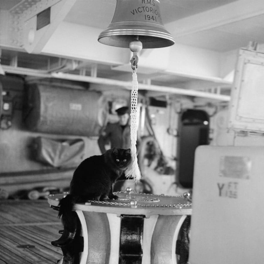 Tiddles the cat who spent her whole life at sea