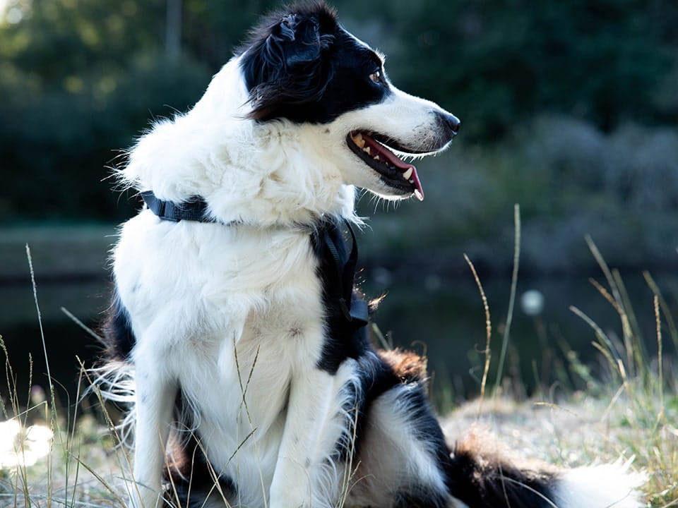 Canicross. Border Collie to bardzo inteligentna rasa psów