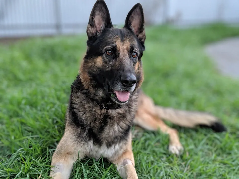 German Shepherds are a smart and active dog breed