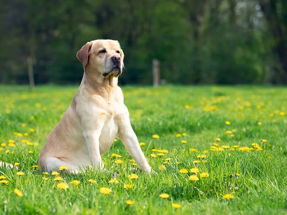 The Labrador Retriever is a great all-round breed of dog