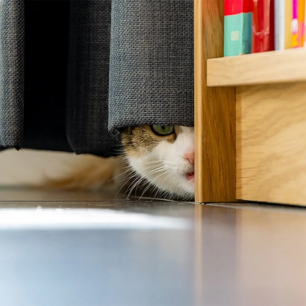 Cat scared of storm