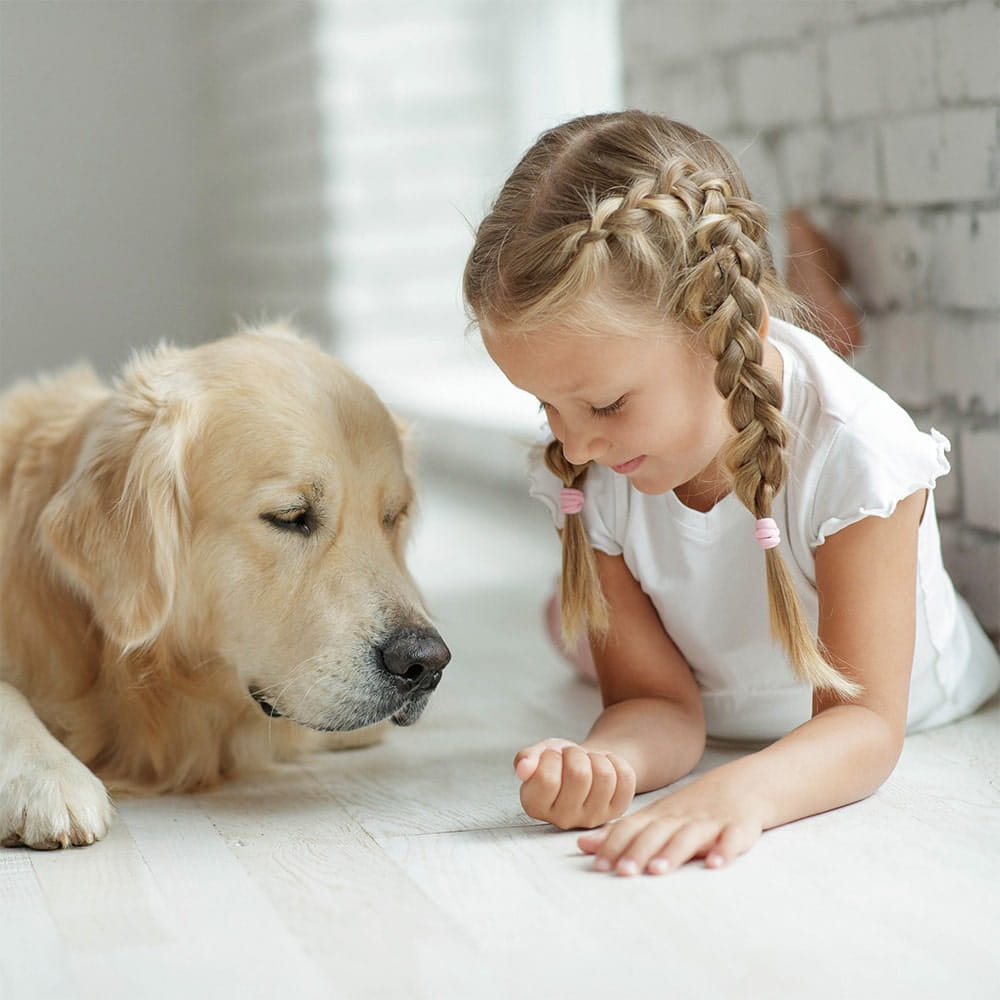 Golden Retrievers and Labradors are popular breeds for service dogs
