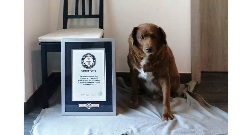 Bobi, 30, pictured in 2023 alongside his certificate after breaking the world record for both World's Oldest Living Dog and Oldest Dog Ever. Picture courtesy of Guinness World Records