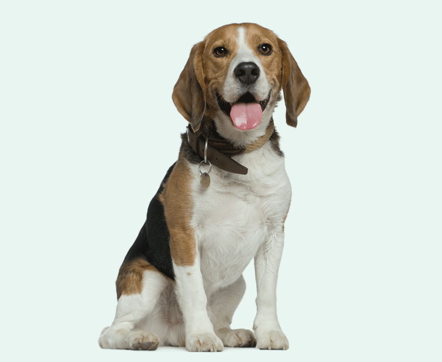 petGuard