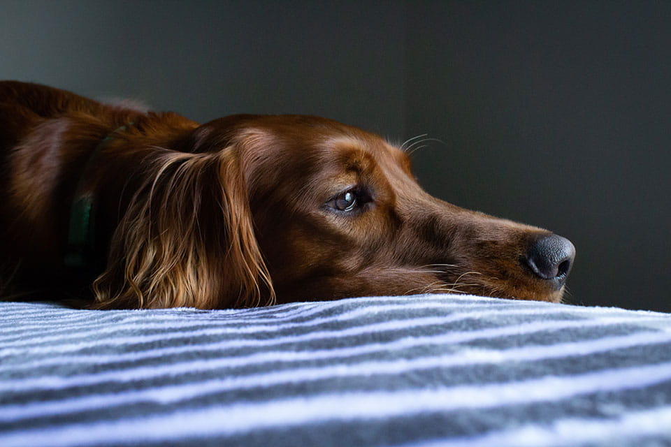 Experts say the risk of coronavirus is 'minimal' to your pet