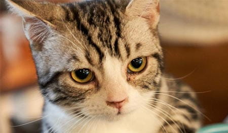 Getting Cat to the Vets Tips