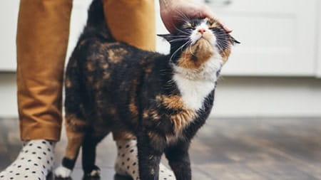 The benefits of owning a cat