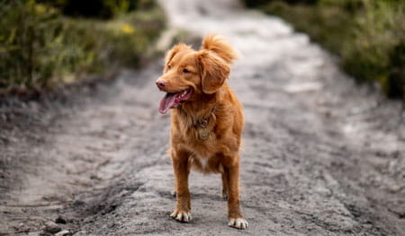 Best UK dog walks