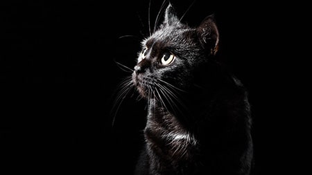 Black cat sat on black backdrop