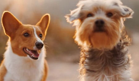 Dog Breeds with Health Issues