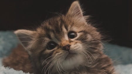 Checklist for buying a new kitten