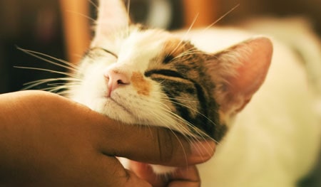 Tips on how to care for your cat. Grooming and general advice on caring for a cat