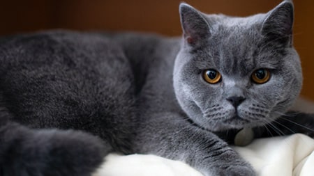 How to keep your cat safe during a storm