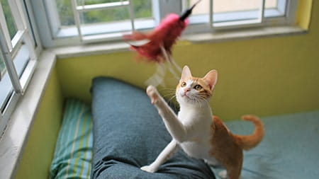 ginger and white cat playing with feather toy