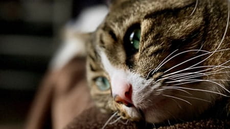 What are the signs of stress in cats?