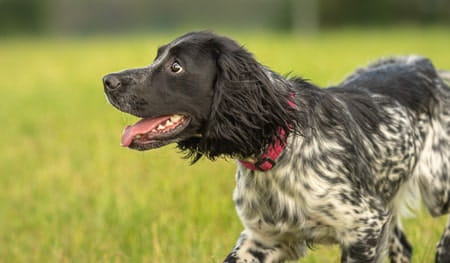 Best breeds for working dogs