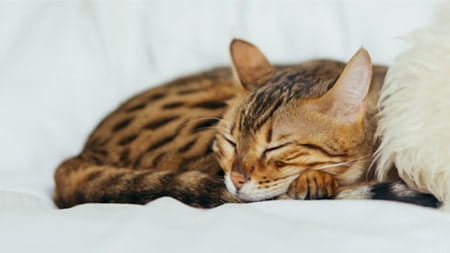 Why do cats snore? Should you be worried?