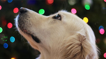 Christmas hazards for pets