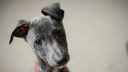 Classic FM pets fireworks