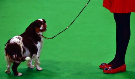 History of Crufts
