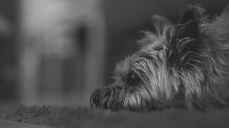 Dog Theft Awareness Day