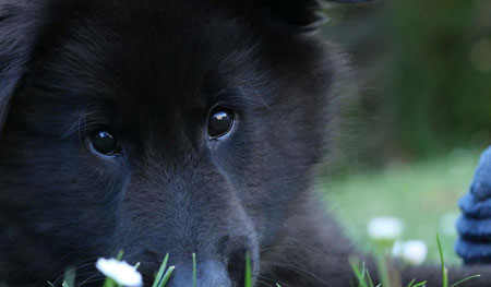 How to Train your Dog