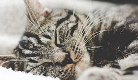 Fun facts about cats