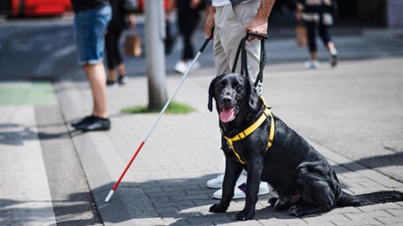Black labrador guide dog helping his handler cross a busy road