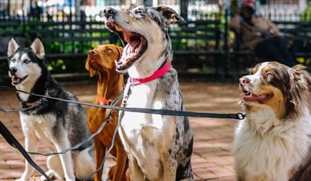 Ultimate Guide to Pet Sitters