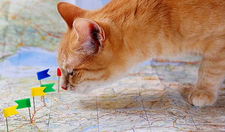 How will pet travel change after Brexit?