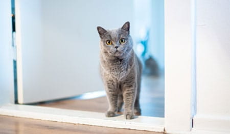 Introducing a pet into your home