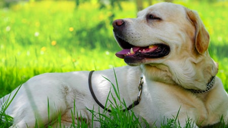 Labrador Retriever laying down in Sun