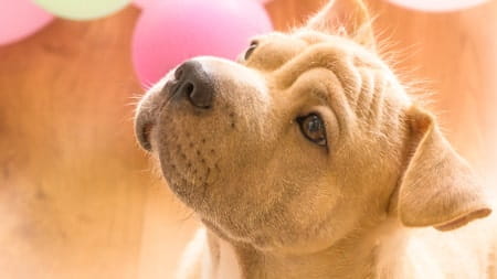 Checklist for buying a new puppy