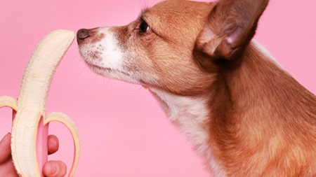 Can cats and dogs survive on a vegan diet?