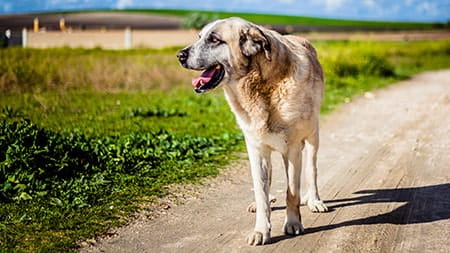 A Rafeiro do Alentejo, a Portuguese dog breed used for guarding livestock, looks out across the countryside while on a summer stroll