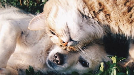 What allergies do pets suffer from?