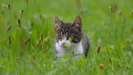 What is Spring fever in pets?