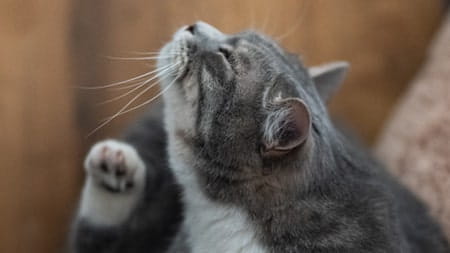 Tick Bite Symptoms in Cats and Dogs