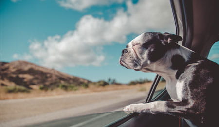 Travelling abroad and in the UK with your dog