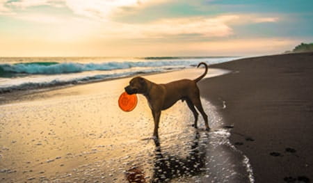 Travelling with your dog